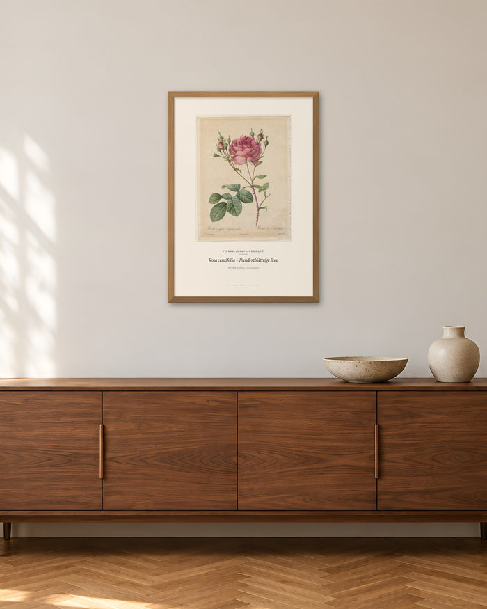 Rosa centifolia – Hundertblättrige Rose – Pierre-Joseph Redouté – 50 × 70 cm im Holzrahmen – Raumansicht – Art Bros