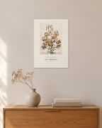 Lilium – Türkenbund-Lilie – Georg Dionysius Ehret – 30 × 42 cm ohne Rahmen – Raumansicht – Art Bros