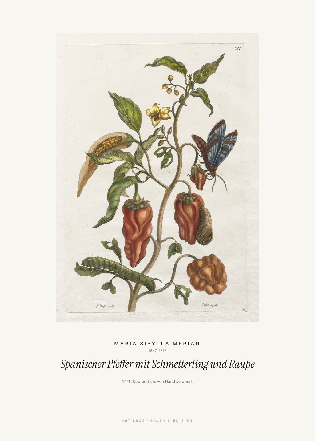Spanischer Pfeffer mit Schmetterling und Raupe – Maria Sibylla Merian – Kunstdruck – Art Bros