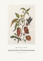 Spanischer Pfeffer mit Schmetterling und Raupe – Maria Sibylla Merian – Kunstdruck – Art Bros
