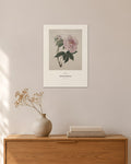 Paeonia suffruticosa – Smith – 30 × 42 cm ohne Rahmen – Raumansicht – Art Bros