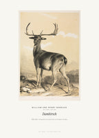 Damhirsch – William und Henry Barraud – Kunstdruck – Art Bros