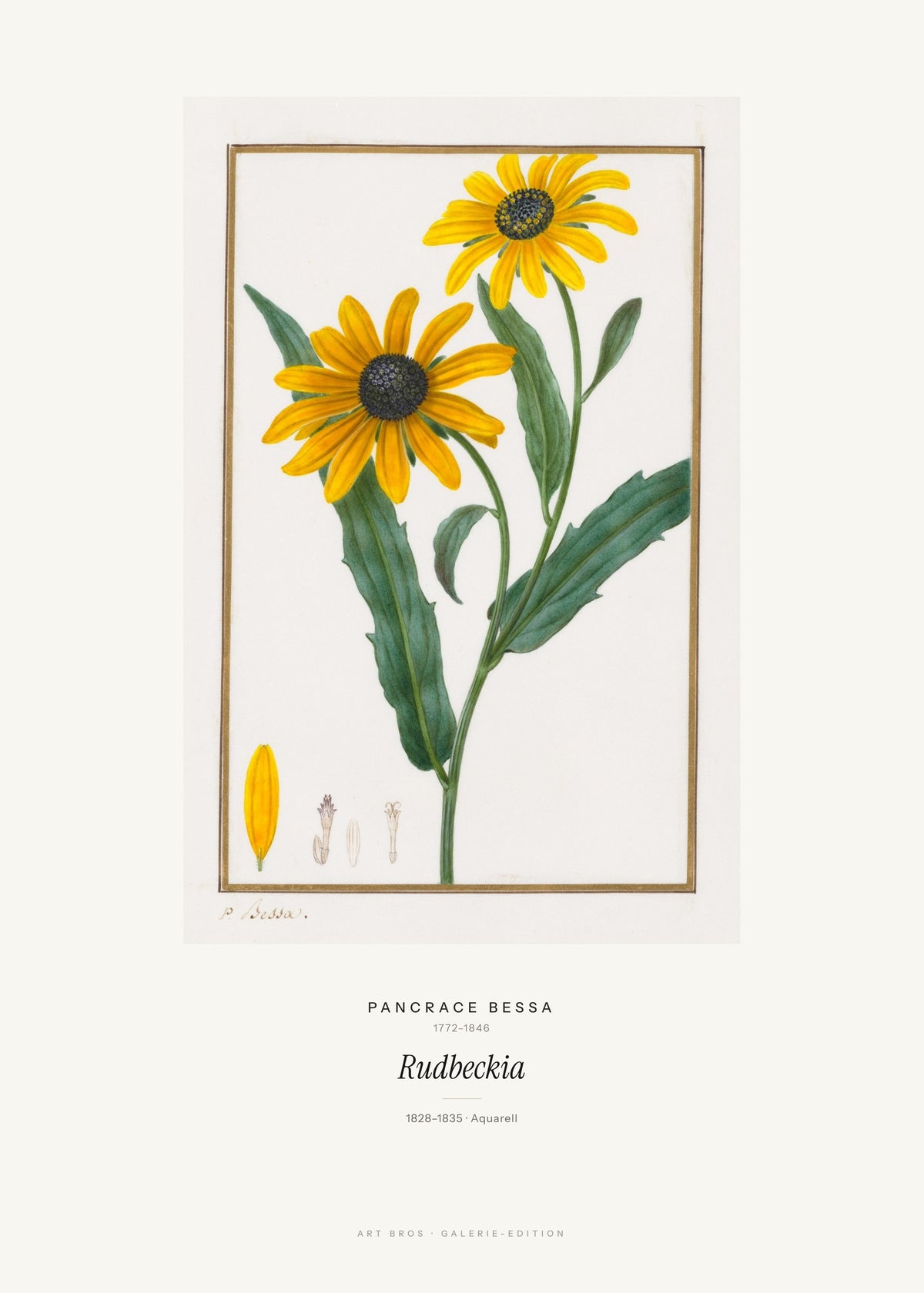 Rudbeckia – Pancrace Bessa – Kunstdruck – Art Bros