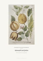 Adamsapfel und Quitten – Johann Wilhelm Weinmann – Kunstdruck – Art Bros