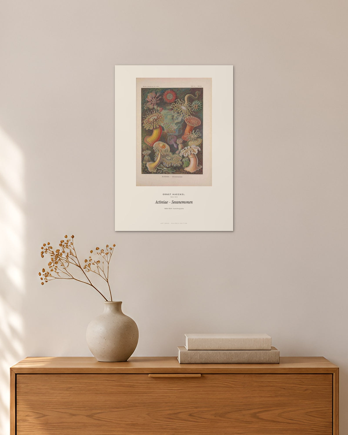 Actiniae – Seeanemonen – Ernst Haeckel – 30 × 42 cm ohne Rahmen – Raumansicht – Art Bros