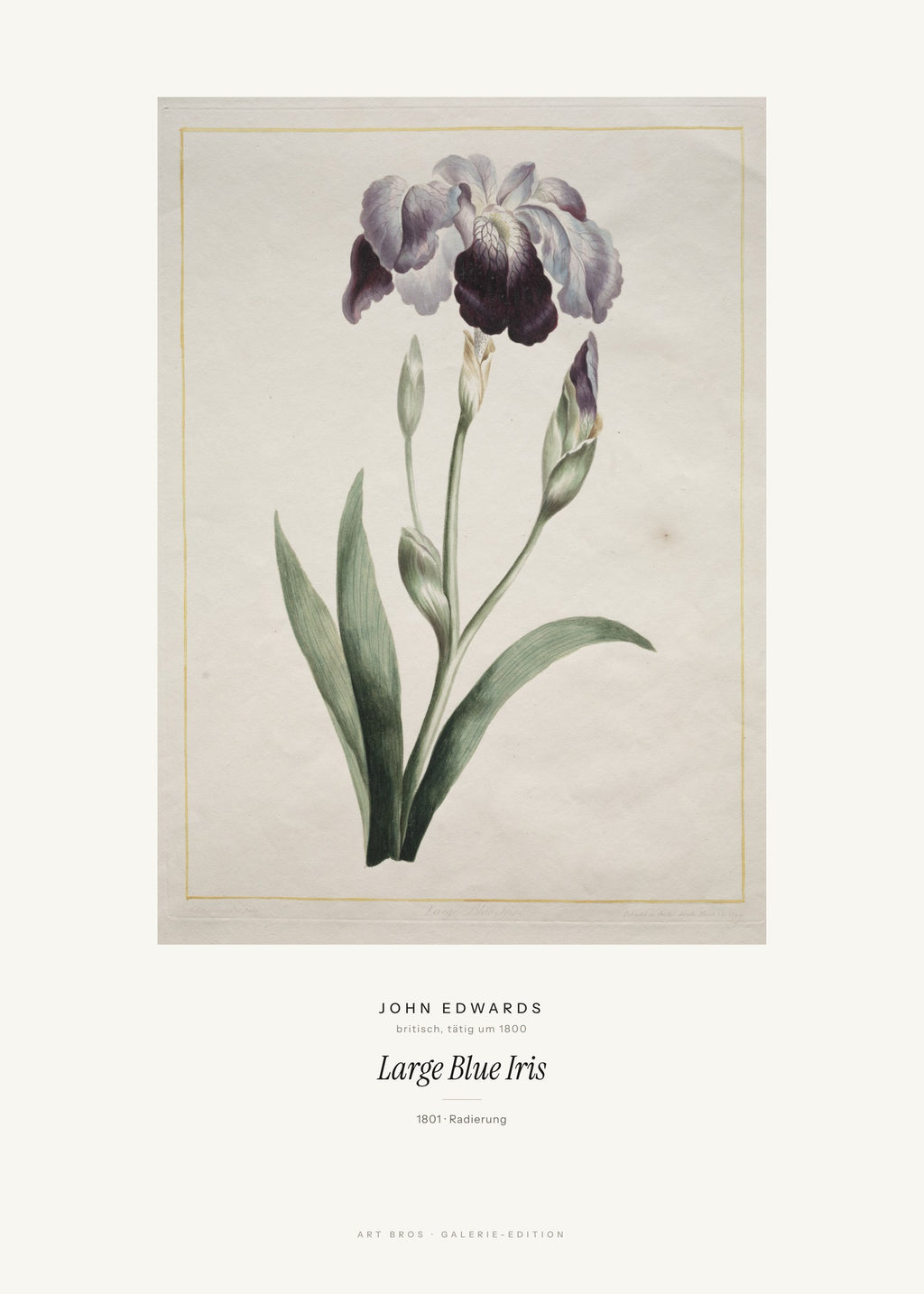 Large Blue Iris – John Edwards – Kunstdruck – Art Bros