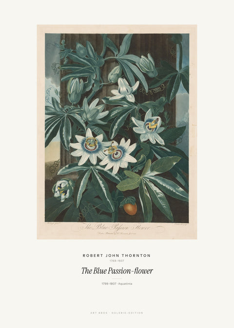 The Blue Passion-flower – Robert John Thornton