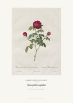 Rosa gallica agatha – Pierre-Joseph Redouté – Kunstdruck – Art Bros