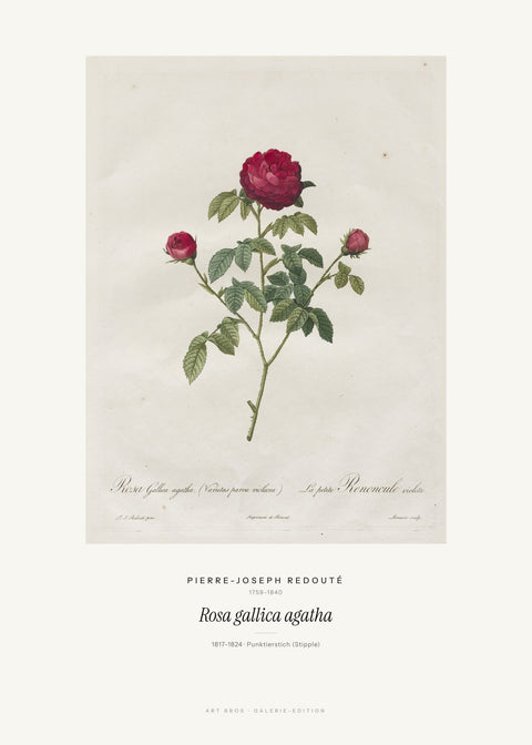 Rosa gallica agatha – Pierre-Joseph Redouté