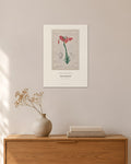 Lilium pomponium – Pierre-Joseph Redouté – 30 × 42 cm ohne Rahmen – Raumansicht – Art Bros