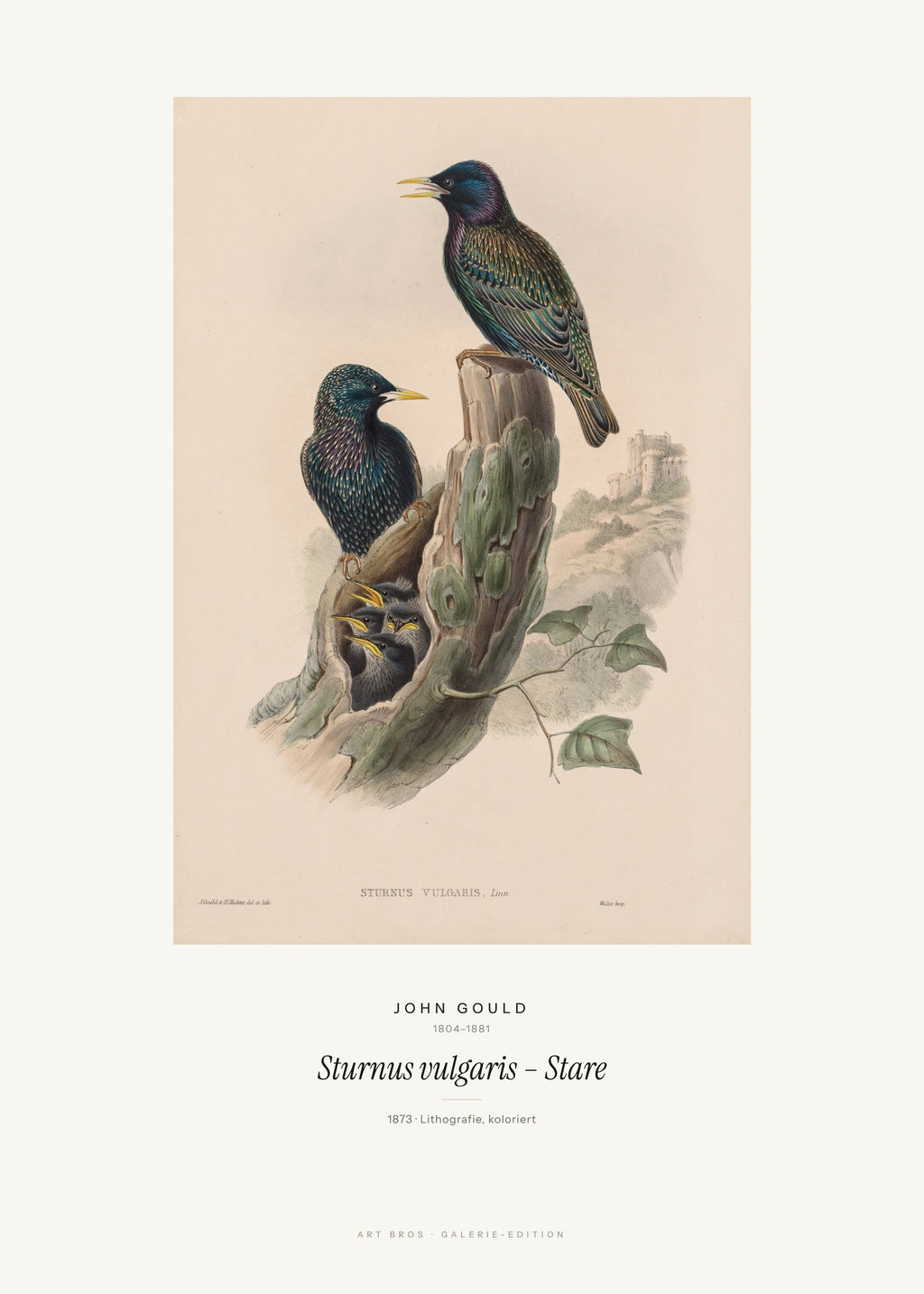 Sturnus vulgaris – Stare – John Gould – Kunstdruck – Art Bros