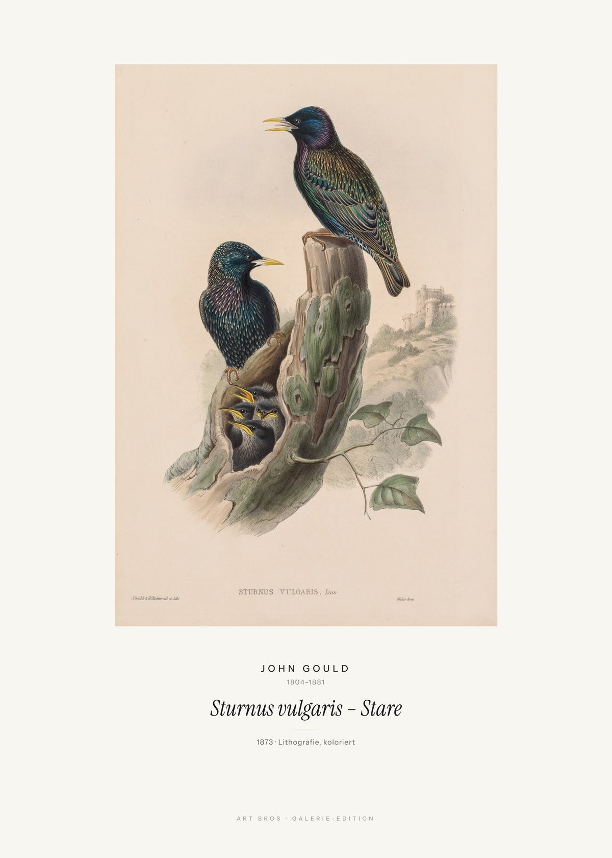 Sturnus vulgaris – Stare – John Gould – Kunstdruck – Art Bros