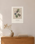 Ipomoea – Prunkwinde – Pierre-Joseph Redouté – 30 × 42 cm ohne Rahmen – Raumansicht – Art Bros