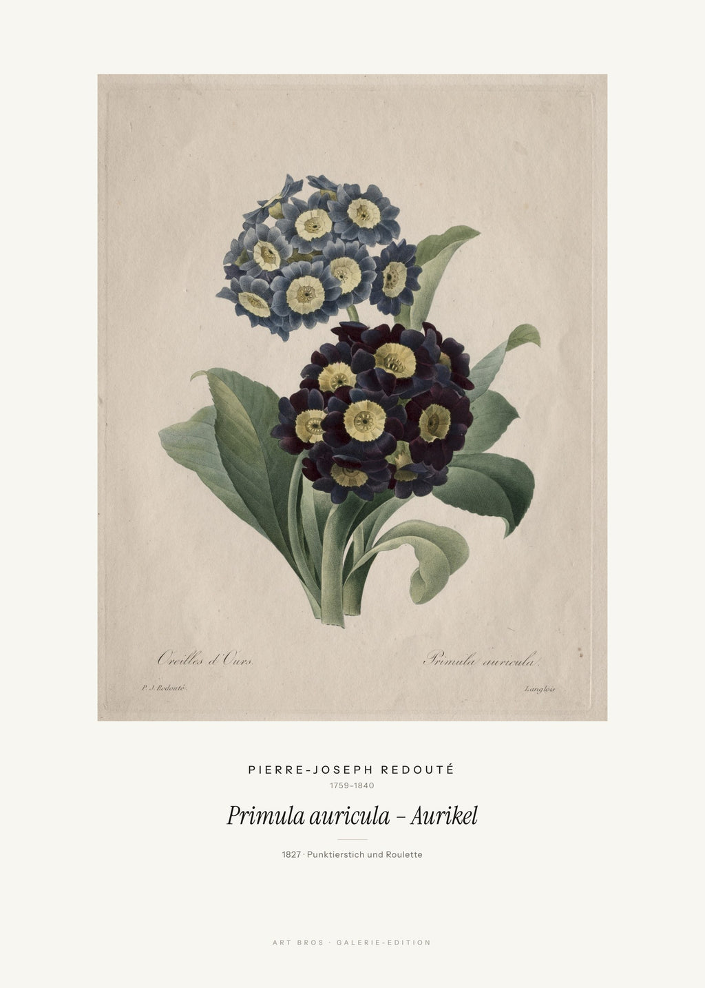 Primula auricula – Aurikel – Pierre-Joseph Redouté – Kunstdruck – Art Bros
