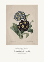 Primula auricula – Aurikel – Pierre-Joseph Redouté – Kunstdruck – Art Bros
