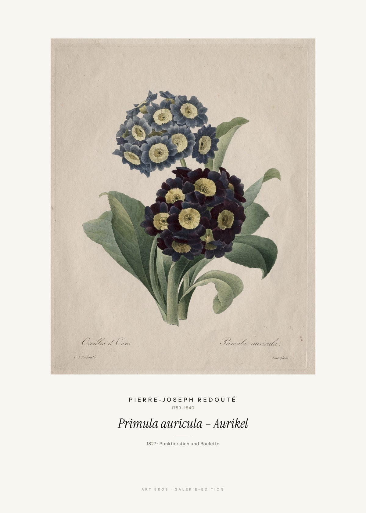 Primula auricula – Aurikel – Pierre-Joseph Redouté – Kunstdruck – Art Bros