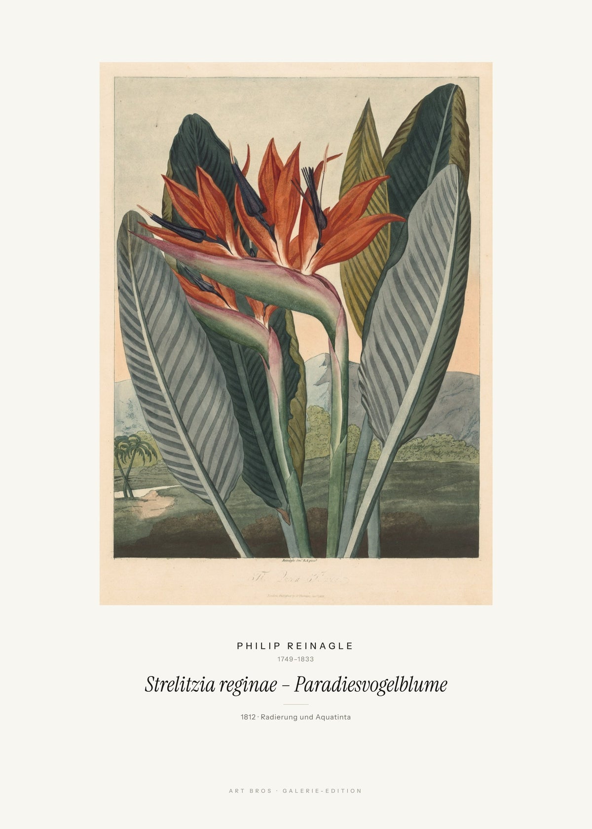 Strelitzia reginae – Paradiesvogelblume – Philip Reinagle – Kunstdruck – Art Bros