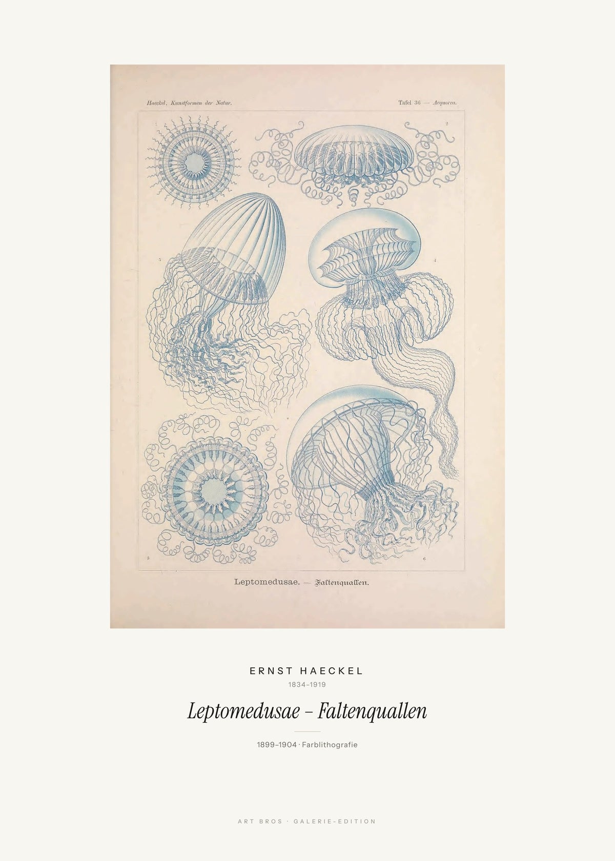 Leptomedusae – Faltenquallen – Ernst Haeckel – Kunstdruck – Art Bros