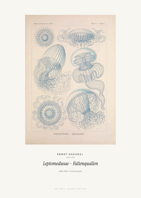 Leptomedusae – Faltenquallen – Ernst Haeckel