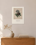 Primula auricula – Aurikel – Pierre-Joseph Redouté – 30 × 42 cm ohne Rahmen – Raumansicht – Art Bros