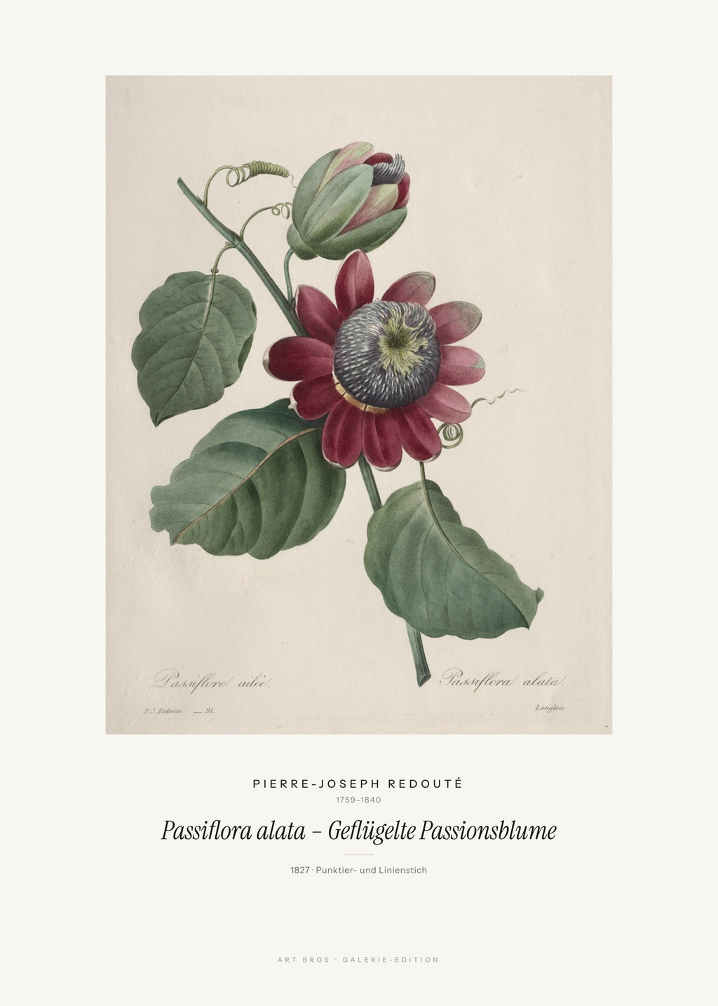 Passiflora alata – Geflügelte Passionsblume – Pierre-Joseph Redouté – Kunstdruck – Art Bros