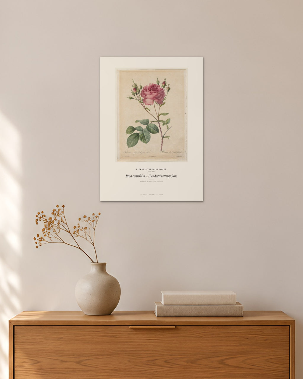 Rosa centifolia – Hundertblättrige Rose – Pierre-Joseph Redouté – 30 × 42 cm ohne Rahmen – Raumansicht – Art Bros