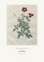 Rosa indica – Pierre-Joseph Redouté – Kunstdruck – Art Bros