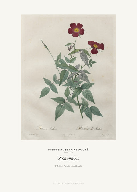 Rosa indica – Pierre-Joseph Redouté