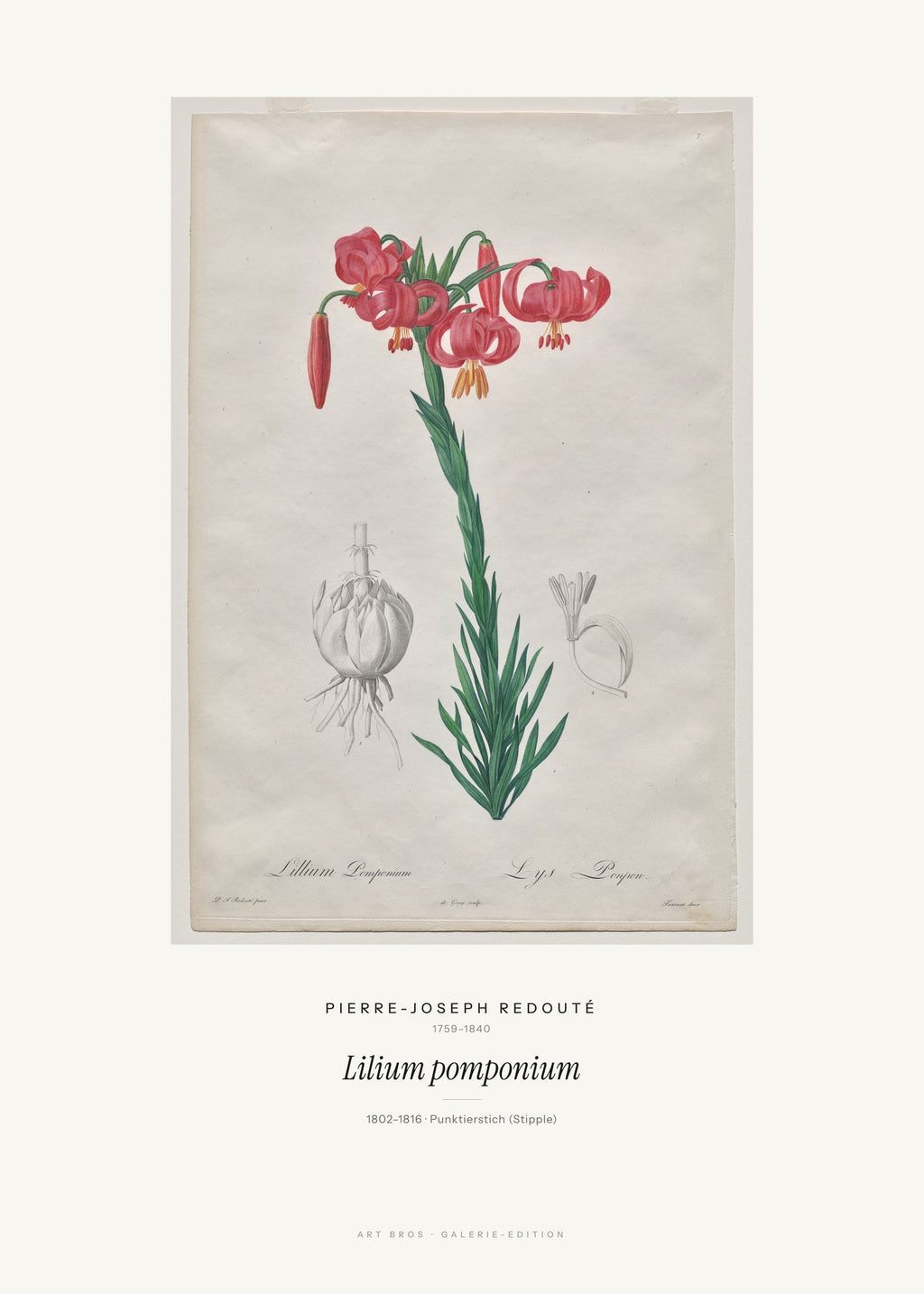 Lilium pomponium – Pierre-Joseph Redouté – Kunstdruck – Art Bros