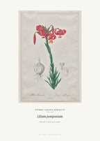Lilium pomponium – Pierre-Joseph Redouté – Kunstdruck – Art Bros