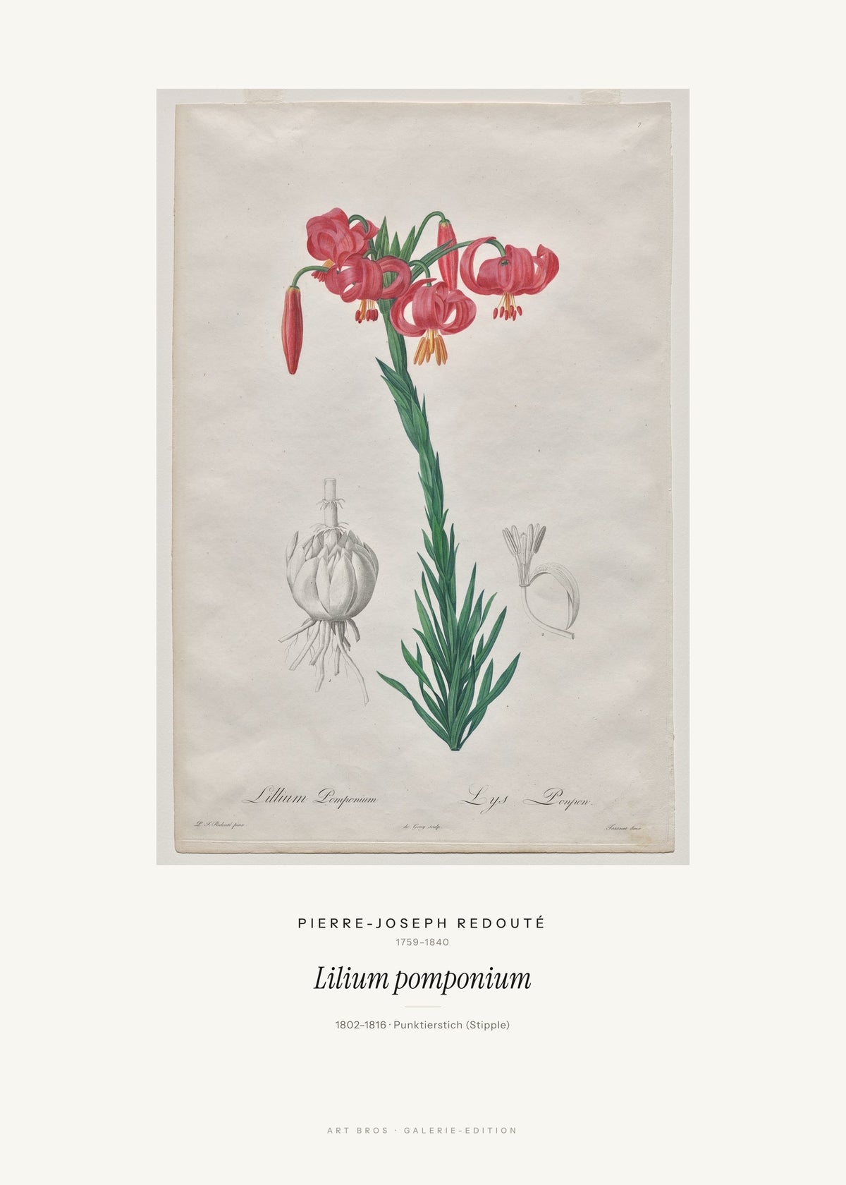 Lilium pomponium – Pierre-Joseph Redouté – Kunstdruck – Art Bros
