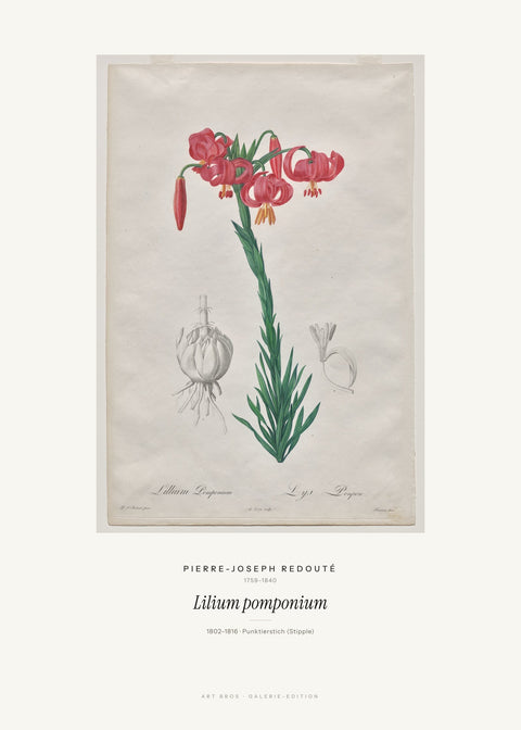 Lilium pomponium – Pierre-Joseph Redouté