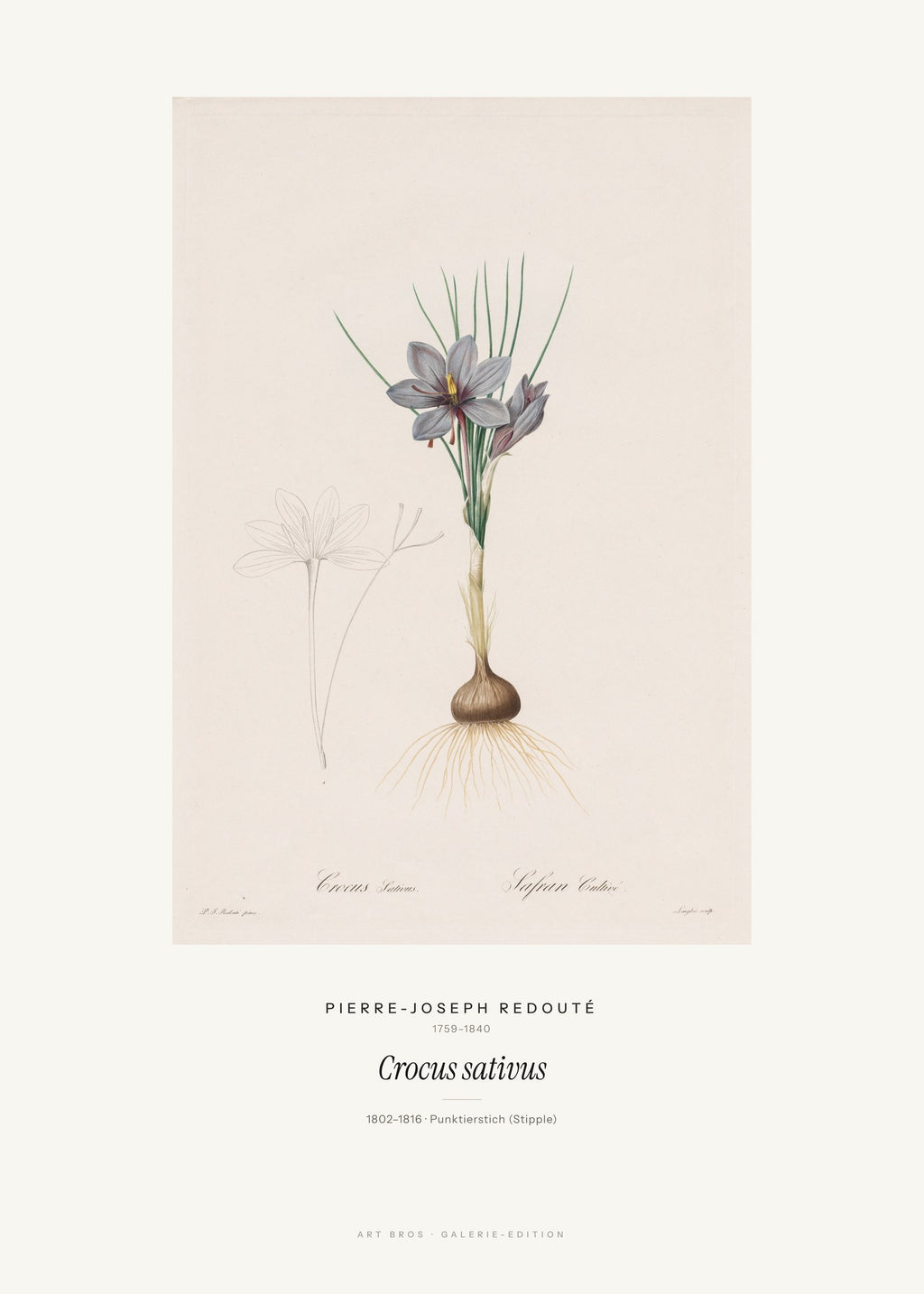 Crocus sativus – Pierre-Joseph Redouté – Kunstdruck – Art Bros