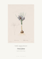 Crocus sativus – Pierre-Joseph Redouté – Kunstdruck – Art Bros