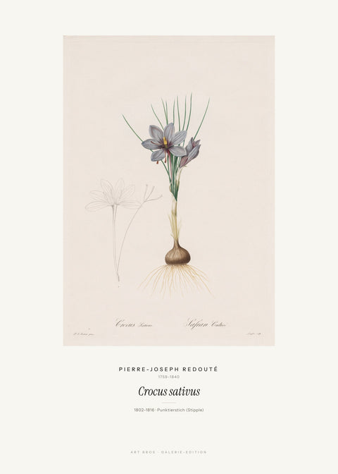 Crocus sativus – Pierre-Joseph Redouté
