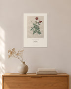 Rosa indica – Pierre-Joseph Redouté – 30 × 42 cm ohne Rahmen – Raumansicht – Art Bros