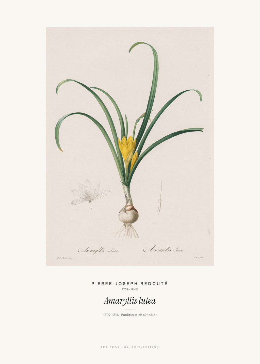 Amaryllis lutea – Pierre-Joseph Redouté – Kunstdruck – Art Bros