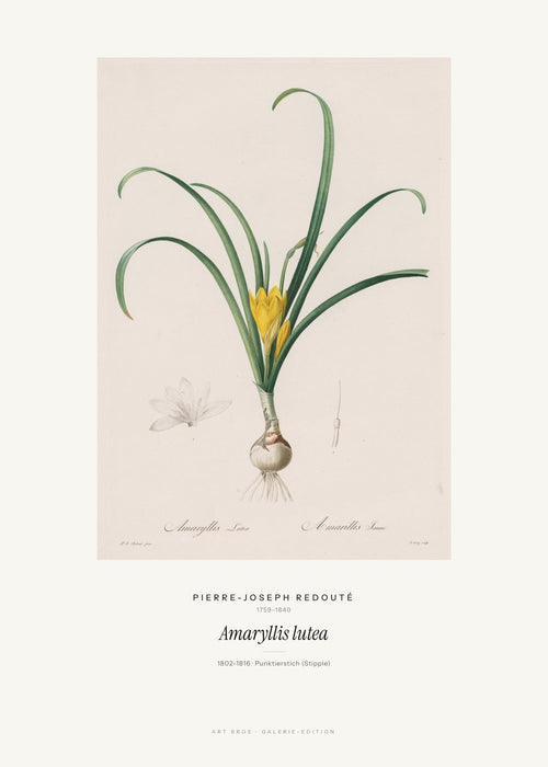 Amaryllis lutea – Pierre-Joseph Redouté – Kunstdruck – Art Bros