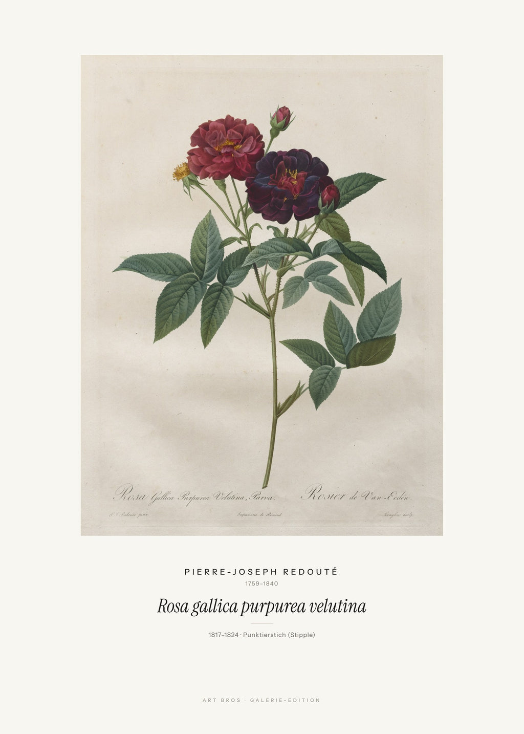Rosa gallica purpurea velutina – Pierre-Joseph Redouté – Kunstdruck – Art Bros
