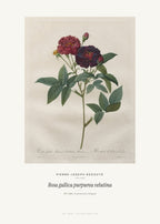 Rosa gallica purpurea velutina – Pierre-Joseph Redouté – Kunstdruck – Art Bros