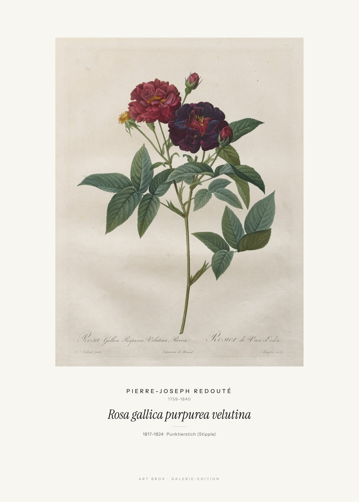 Rosa gallica purpurea velutina – Pierre-Joseph Redouté – Kunstdruck – Art Bros