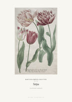 Tulipa – Bartholomäus Seutter – Kunstdruck – Art Bros