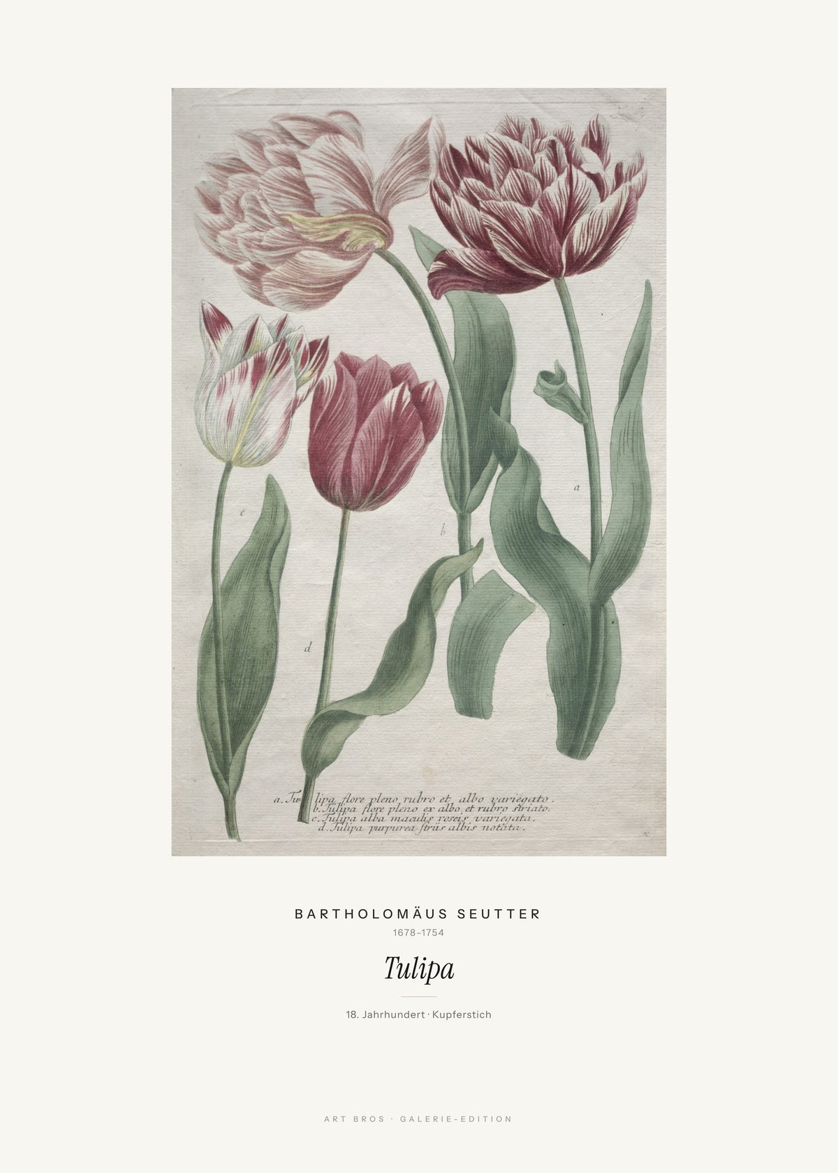 Tulipa – Bartholomäus Seutter – Kunstdruck – Art Bros