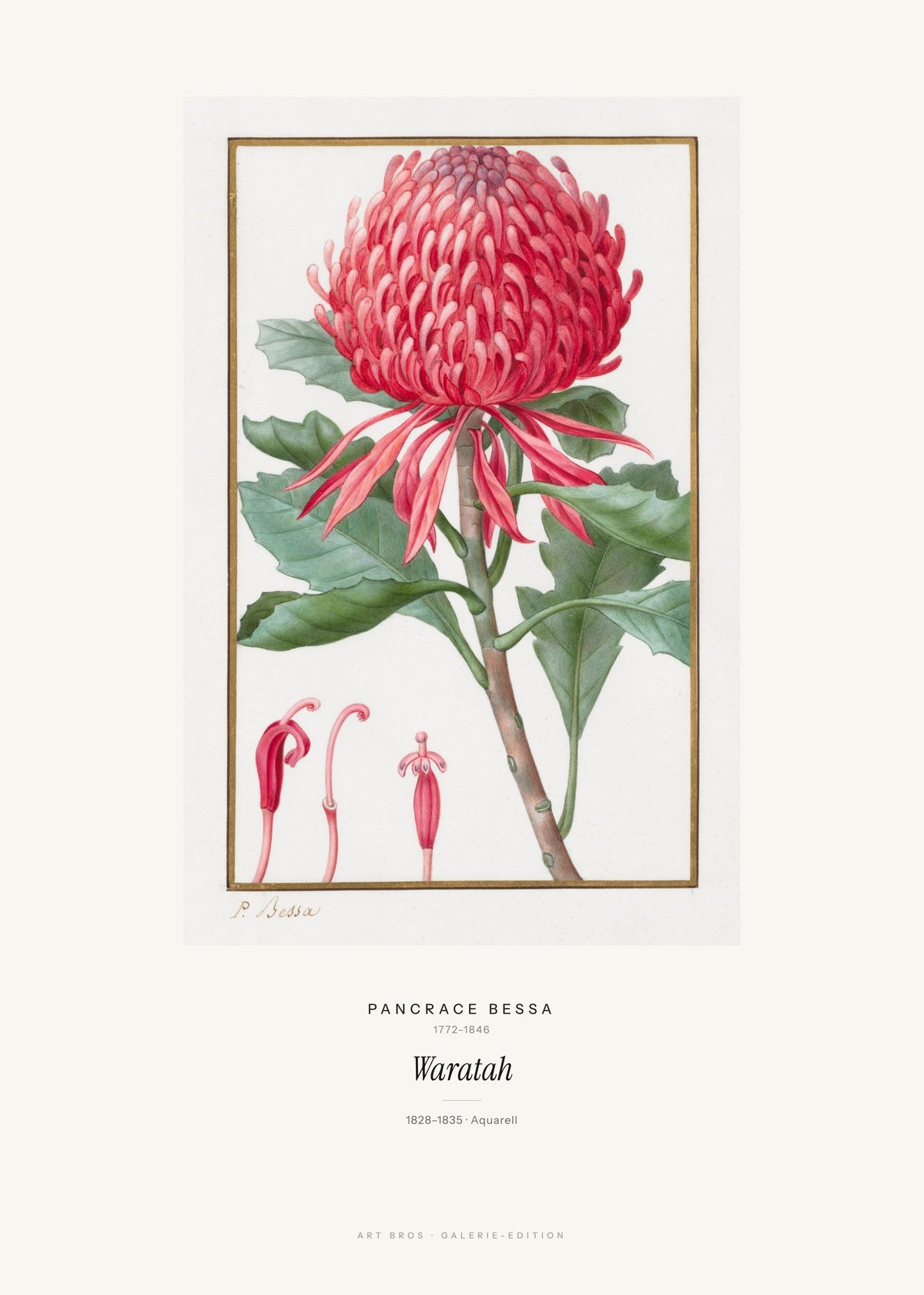Waratah – Pancrace Bessa – Kunstdruck – Art Bros
