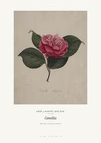 Camellia – Abbé Laurent Berlèse – Kunstdruck – Art Bros