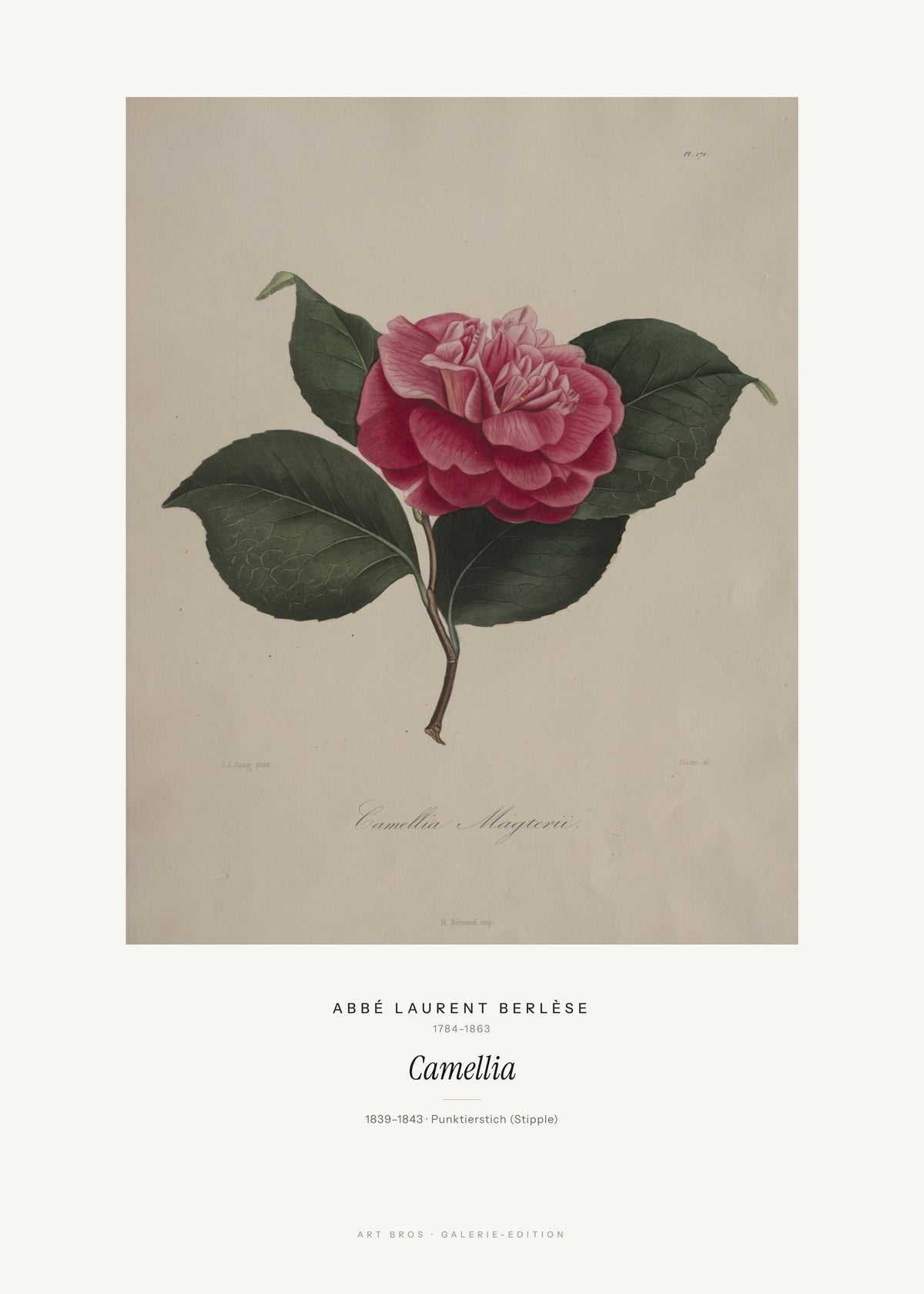 Camellia – Abbé Laurent Berlèse – Kunstdruck – Art Bros