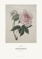 Paeonia suffruticosa – Smith – Kunstdruck – Art Bros