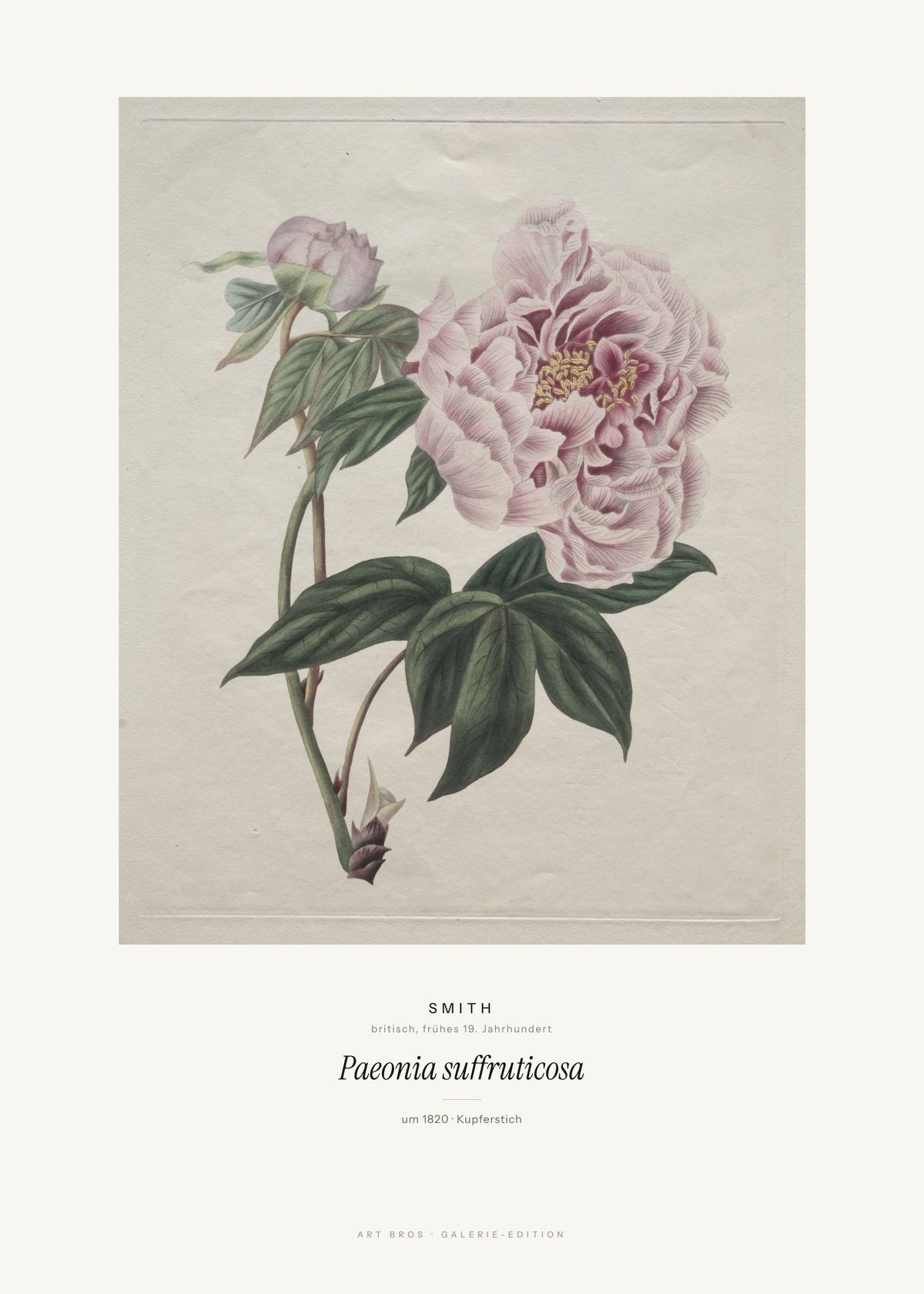 Paeonia suffruticosa – Smith – Kunstdruck – Art Bros