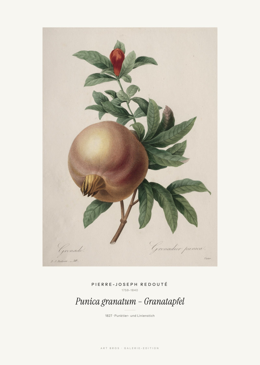 Punica granatum – Granatapfel – Pierre-Joseph Redouté – Kunstdruck – Art Bros