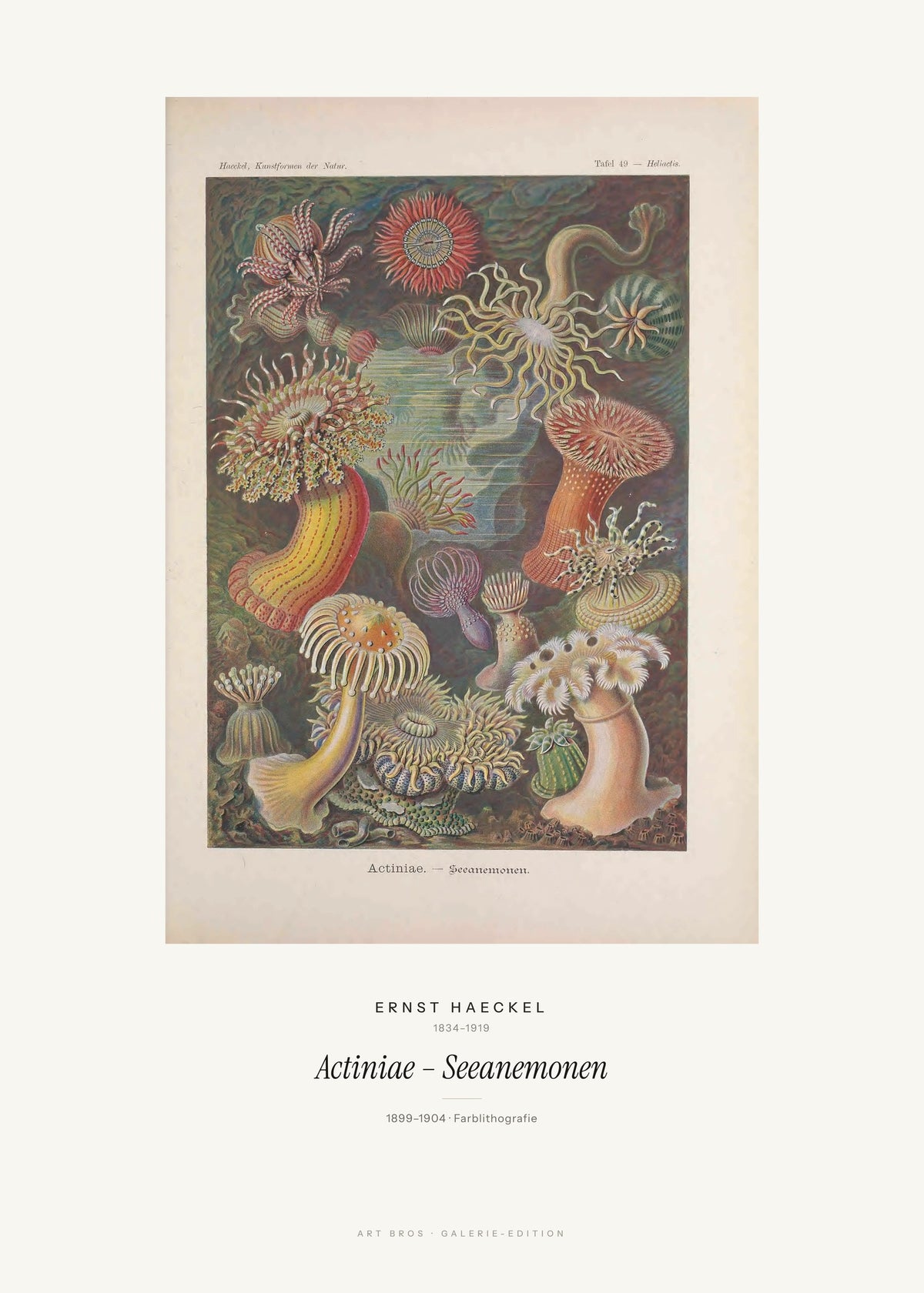 Actiniae – Seeanemonen – Ernst Haeckel – Kunstdruck – Art Bros